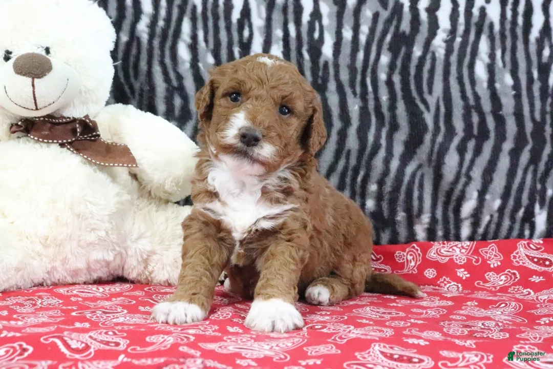 Mini Goldendoodle dogs for sale: Marla - Ad 1
