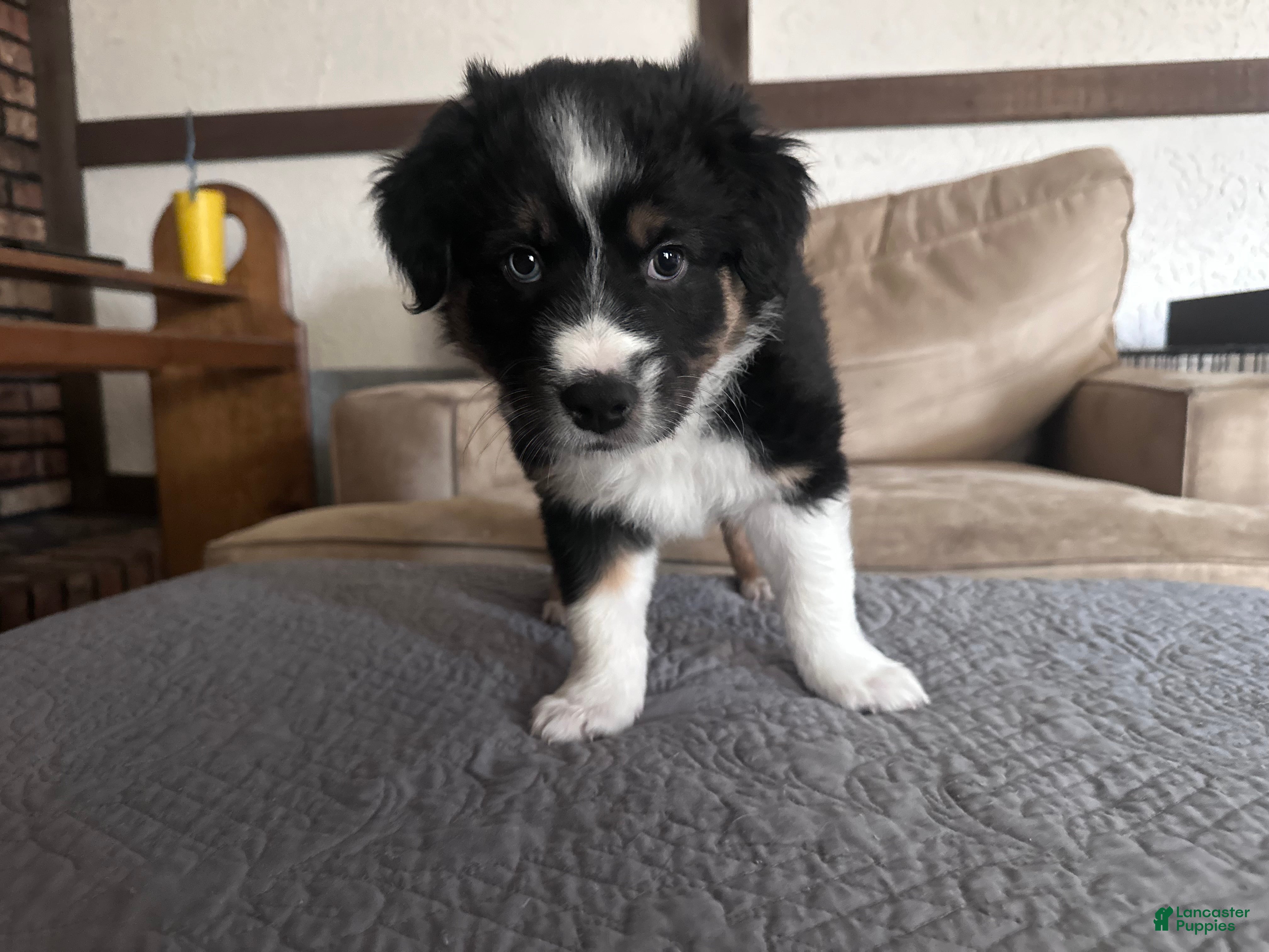 Australian Shepherd dogs Bolt - Ad 10