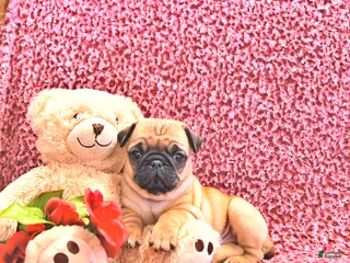 Mixed Breed dogs Peanut - Ad 34