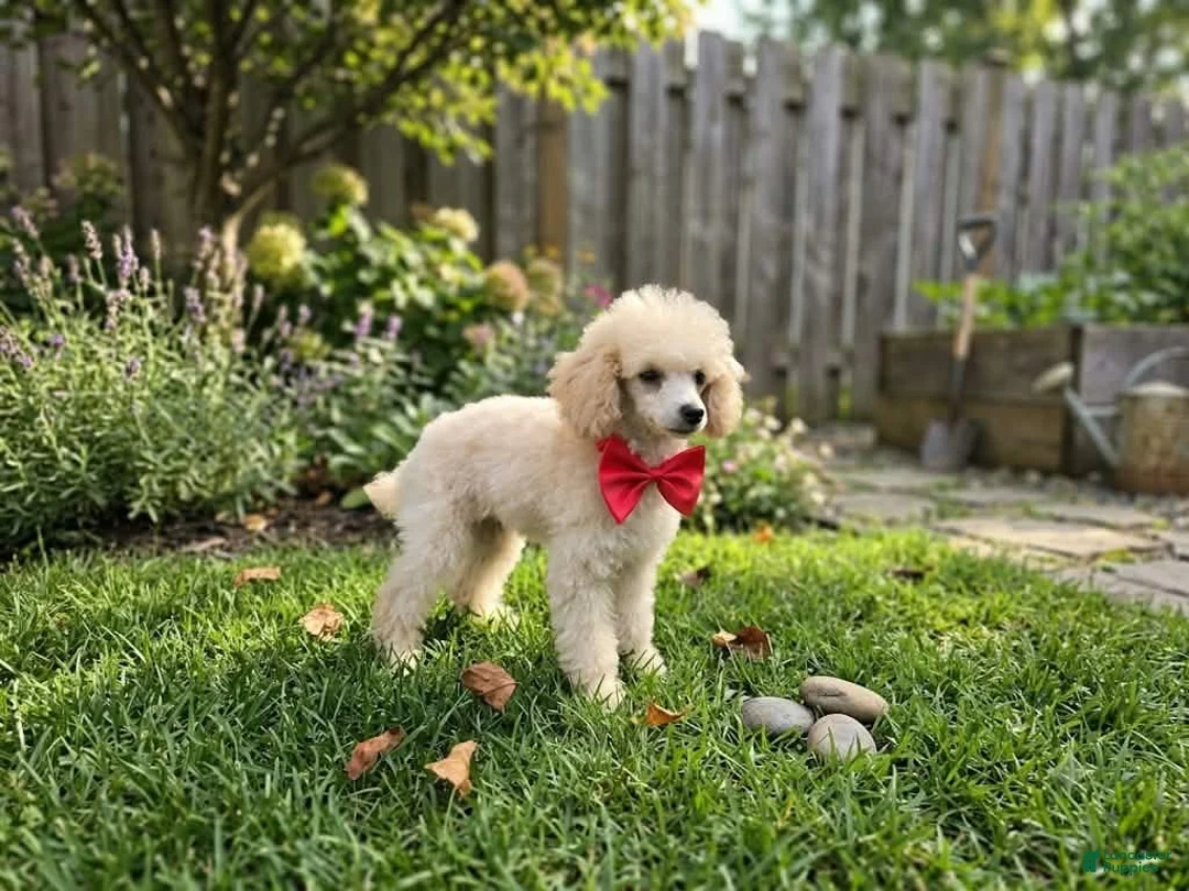 Toy Poodle dogs for sale: Toy Poodle 1 - Ad 2