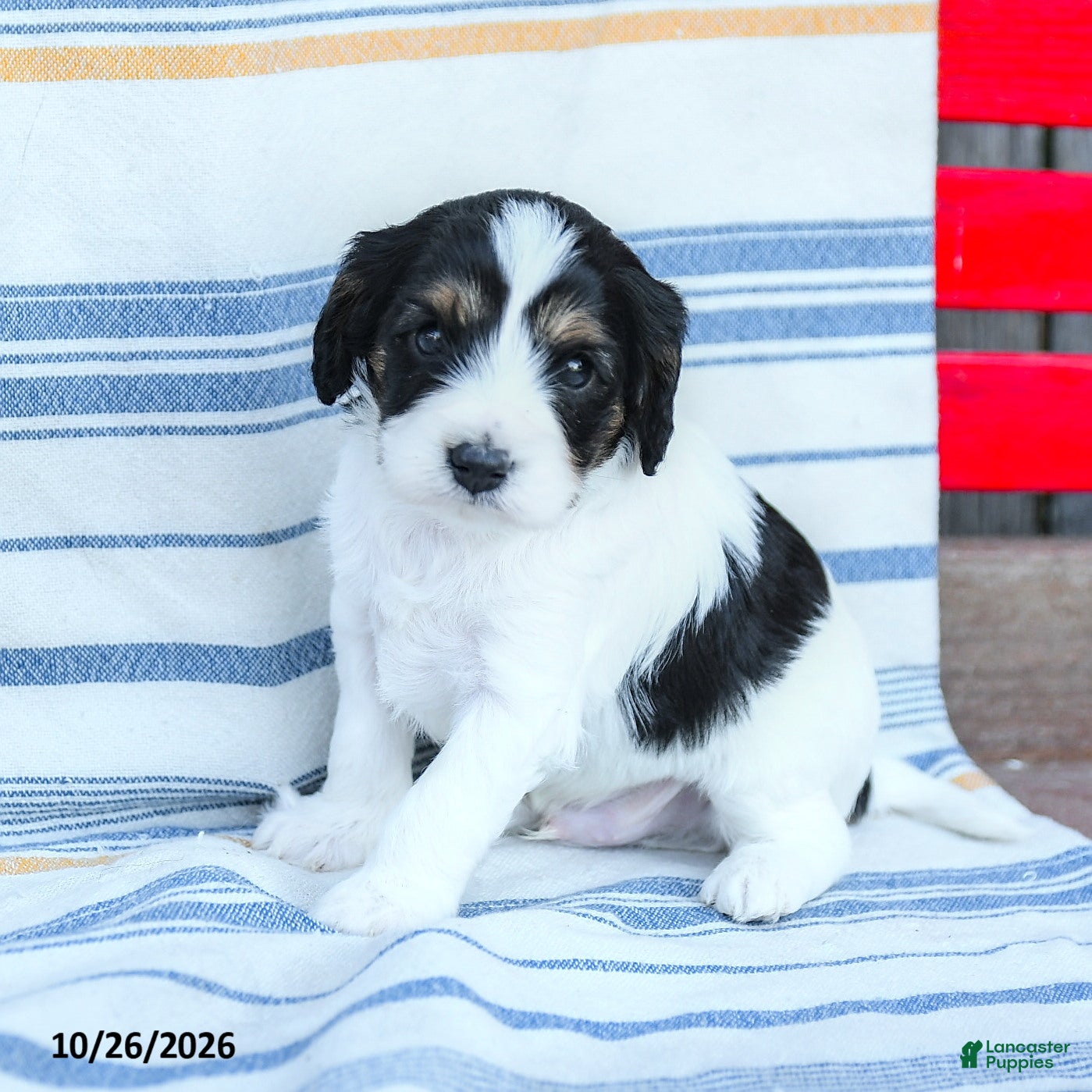 Cavapoo dogs for sale: Freddie - Ad 1
