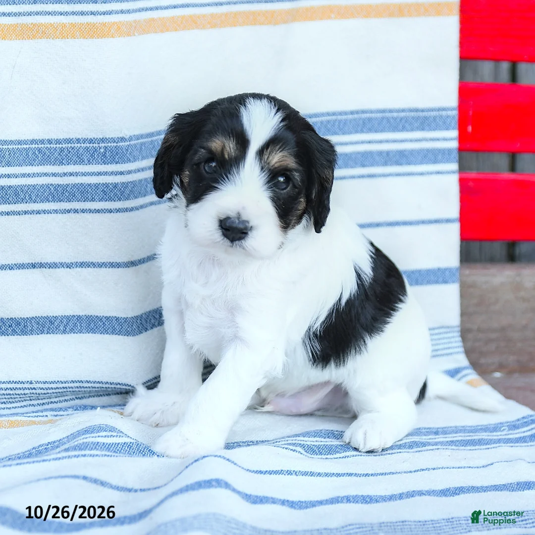 Cavapoo dogs for sale: Freddie - Ad 1