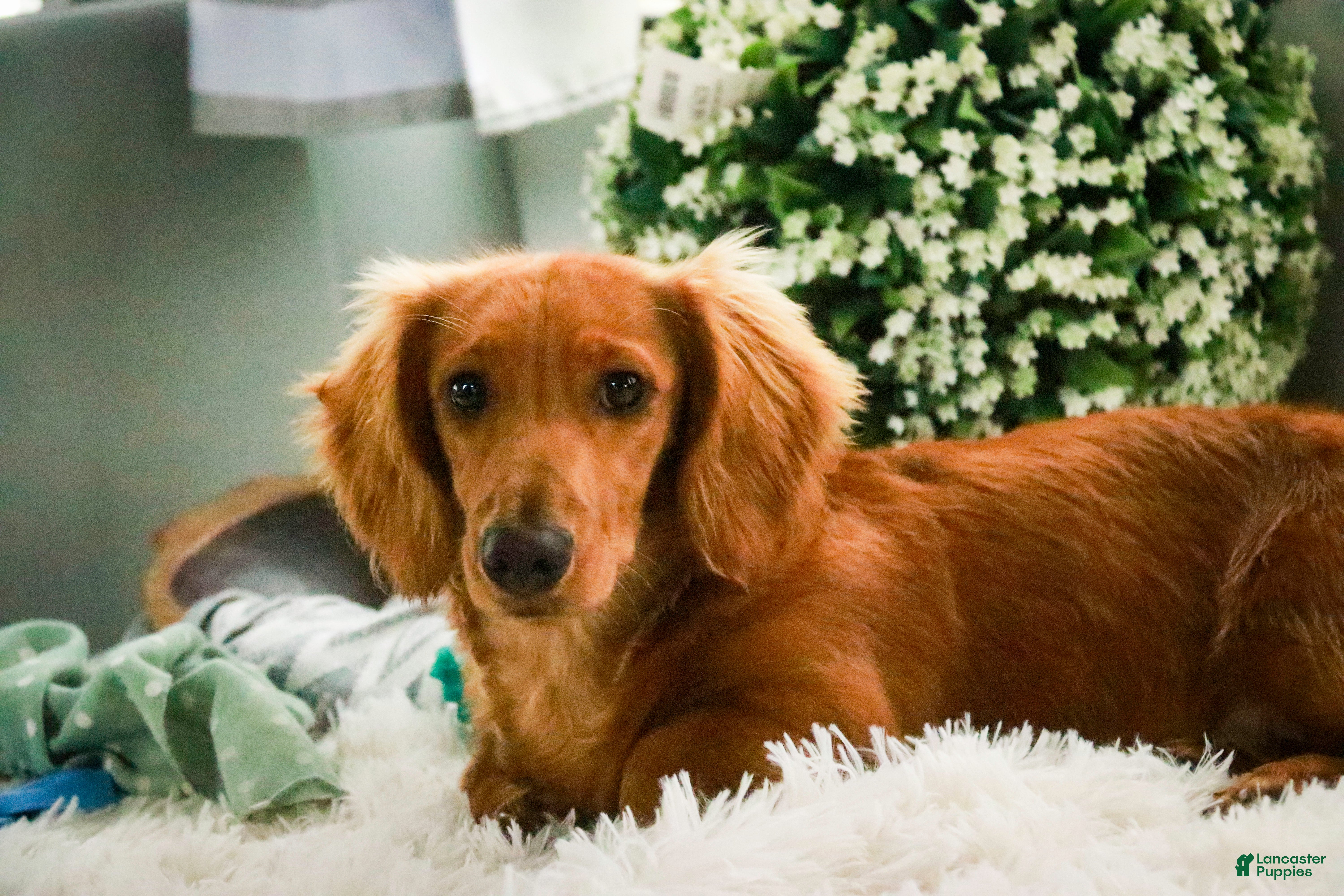 Miniature Dachshund dogs Sonny - Ad 27