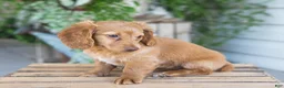 Dachshund dogs for sale: Winnie - Ad 3
