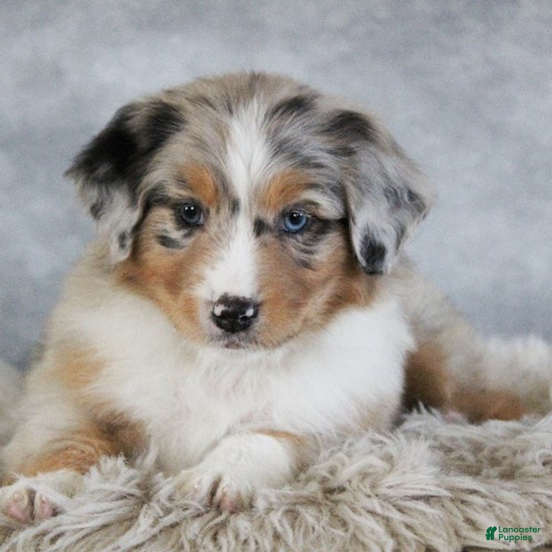 Australian Shepherd dogs for sale: Tate - Ad 2