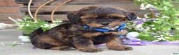 Shihpoo dogs for sale: Sterling  - Ad 8