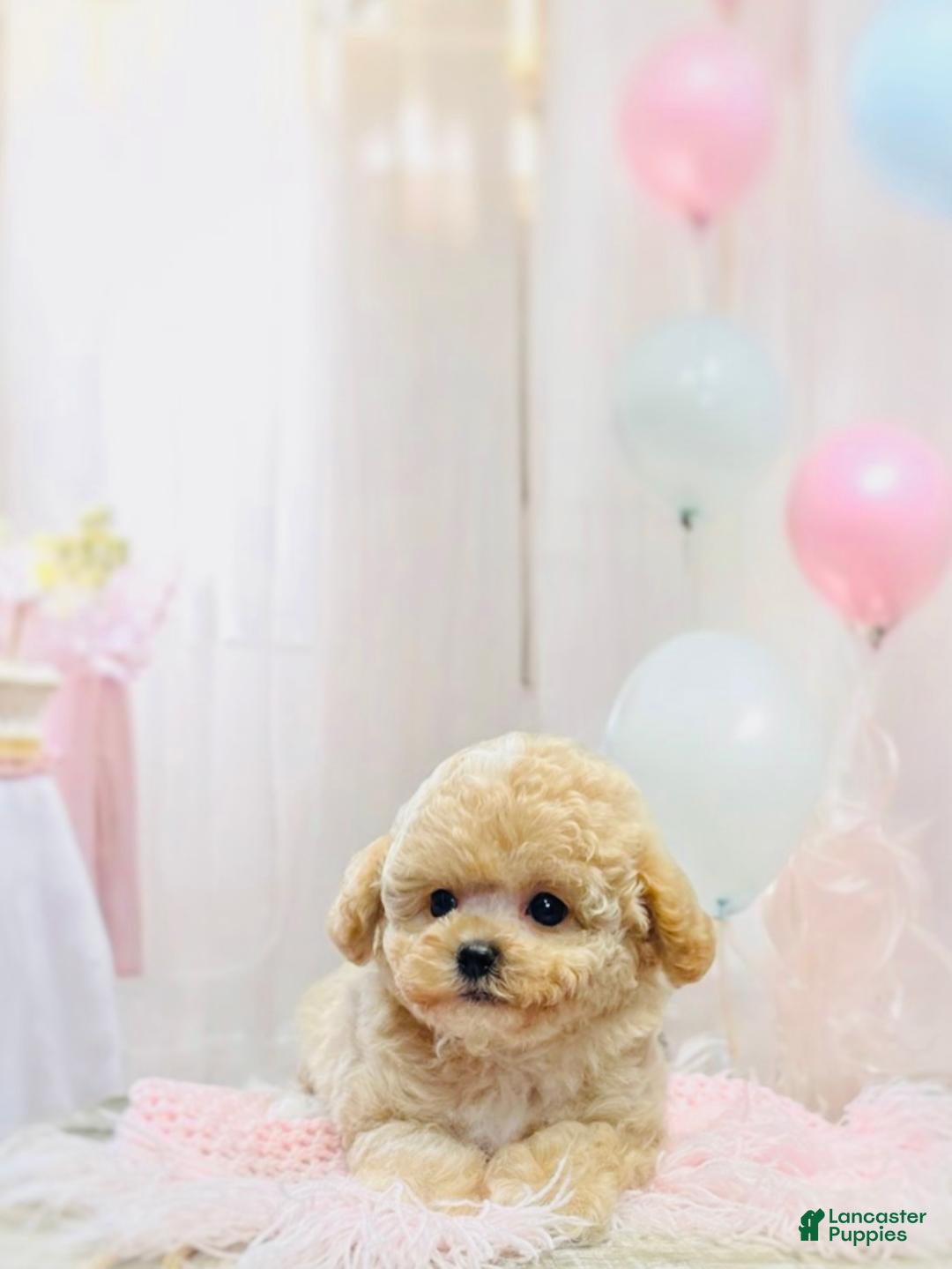 Miniature Poodle dogs Miniature Poodle Puppy 3 - Ad 38