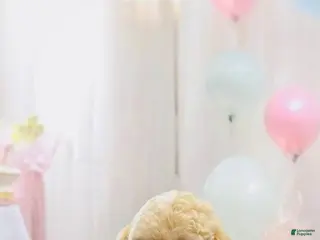 Miniature Poodle dogs Miniature Poodle Puppy 3 - Ad 38