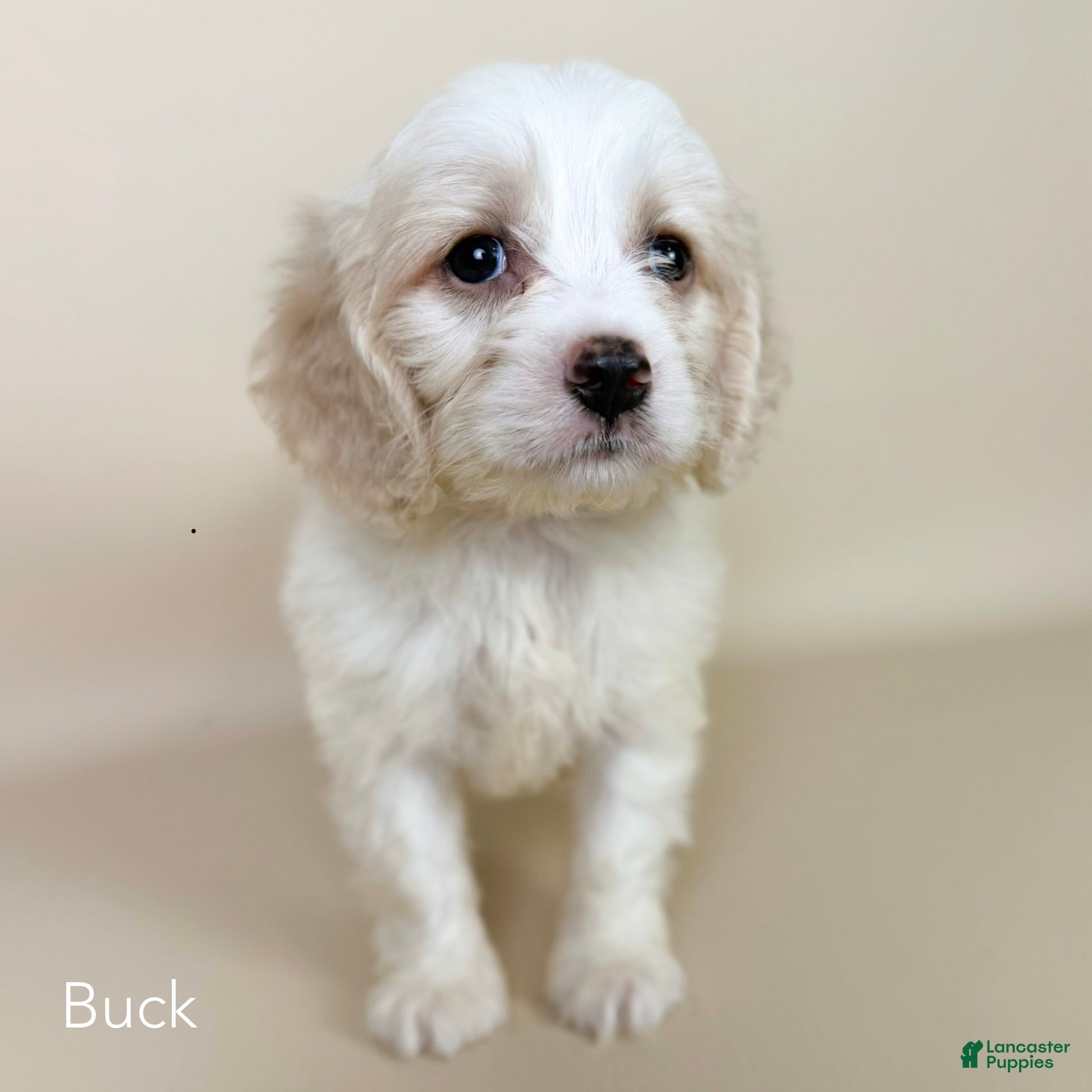 Cockapoo dogs Buck - Ad 2