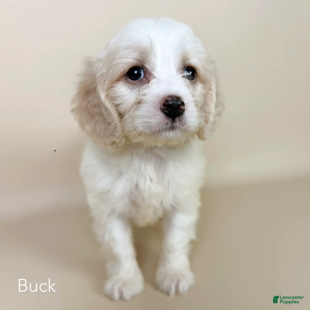 Cockapoo dogs for sale: Buck - Ad 2