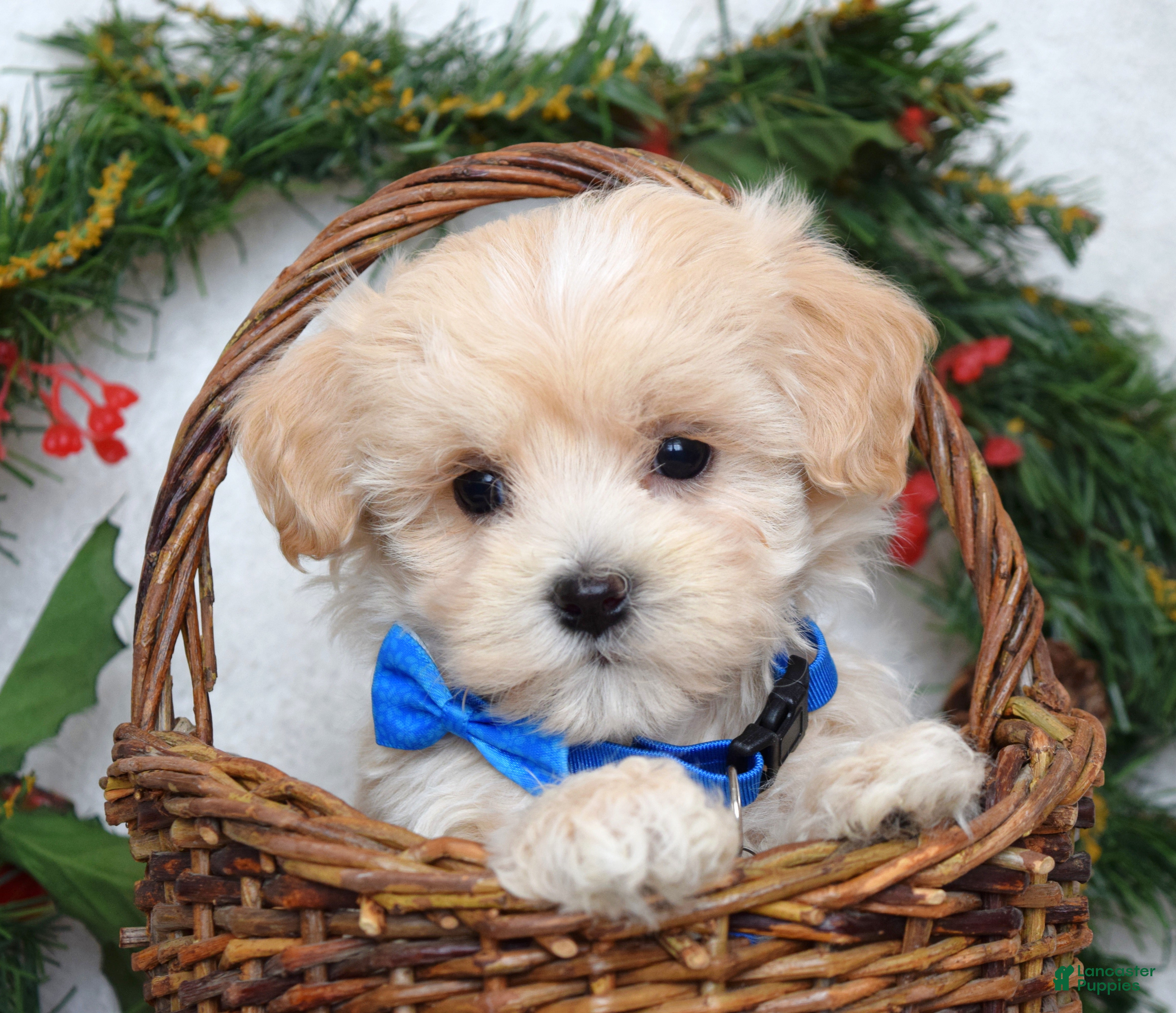 Maltipoo dogs Leo - Ad 5