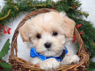 Maltipoo dogs Leo - Ad 15