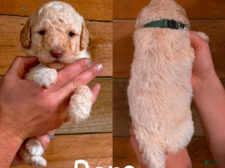 Saint Berdoodles dogs - Ad 22