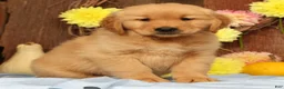 Golden Retriever dogs for sale: Hank - Ad 5