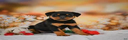 Rottweiler dogs for sale: Macy - Ad 3