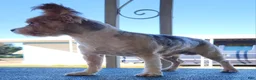 Shorkie dogs for sale: Deya - Ad 3