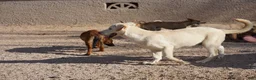 Mixed Breed dogs for sale: Toes M Lorek - Ad 2