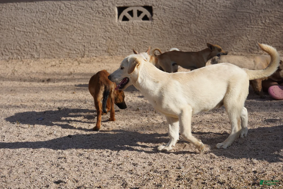 Mixed Breed dogs for sale: Toes M Lorek - Ad 2