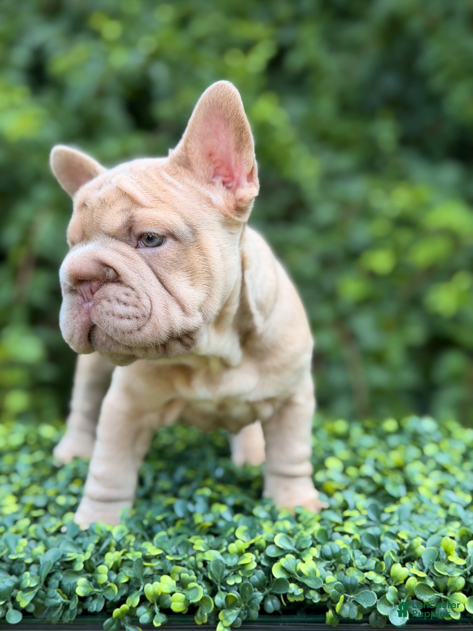 French Bulldog dogs ROSE - Ad 27