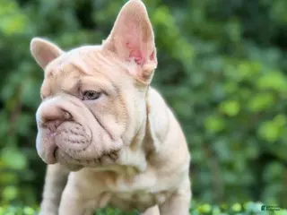 French Bulldog dogs ROSE - Ad 27