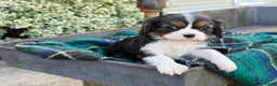 Cavalier King Charles Spaniel dogs for sale: Cutsie - Ad 11