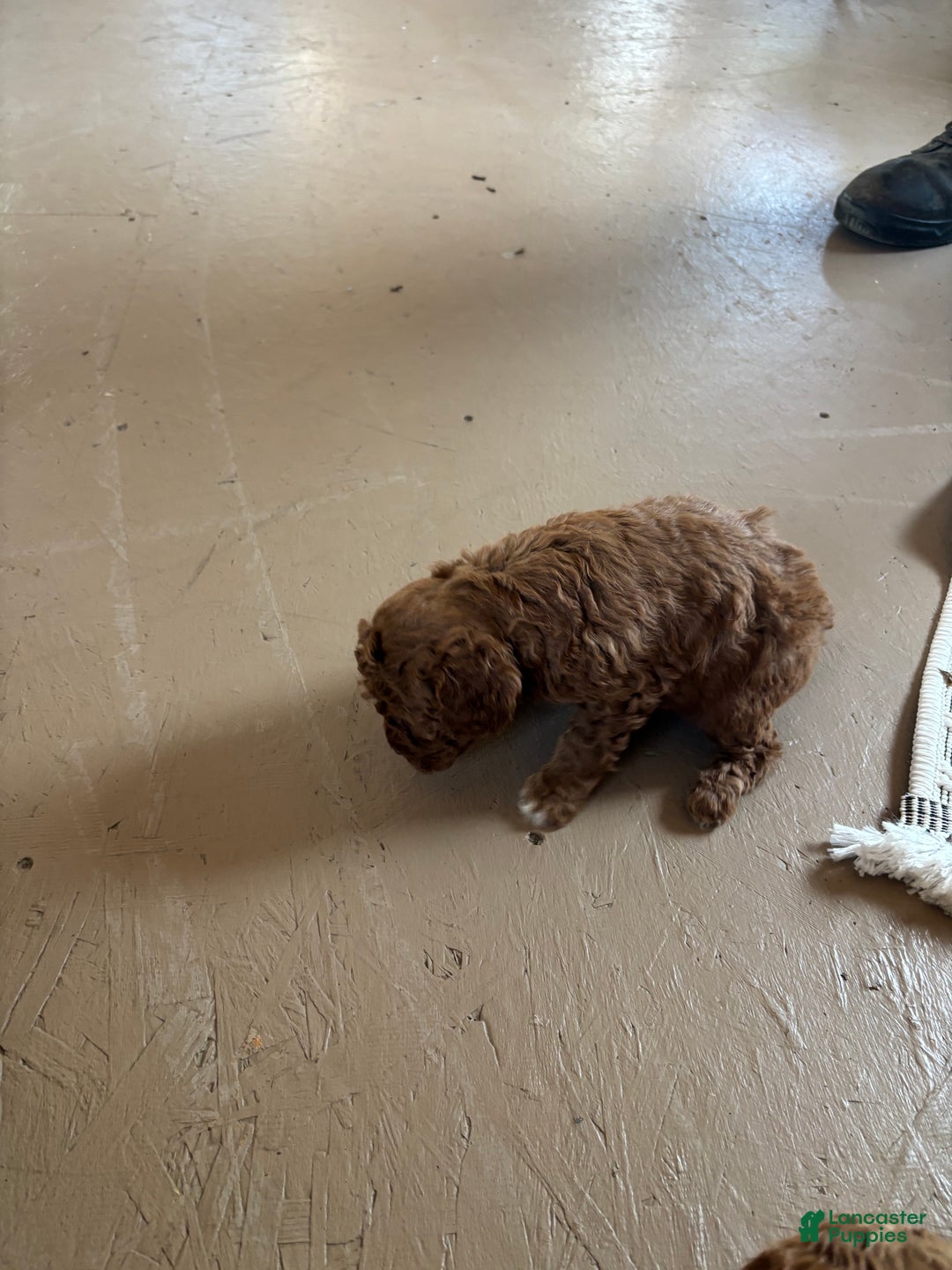 Miniature Poodle dogs for sale: Burt - Ad 4