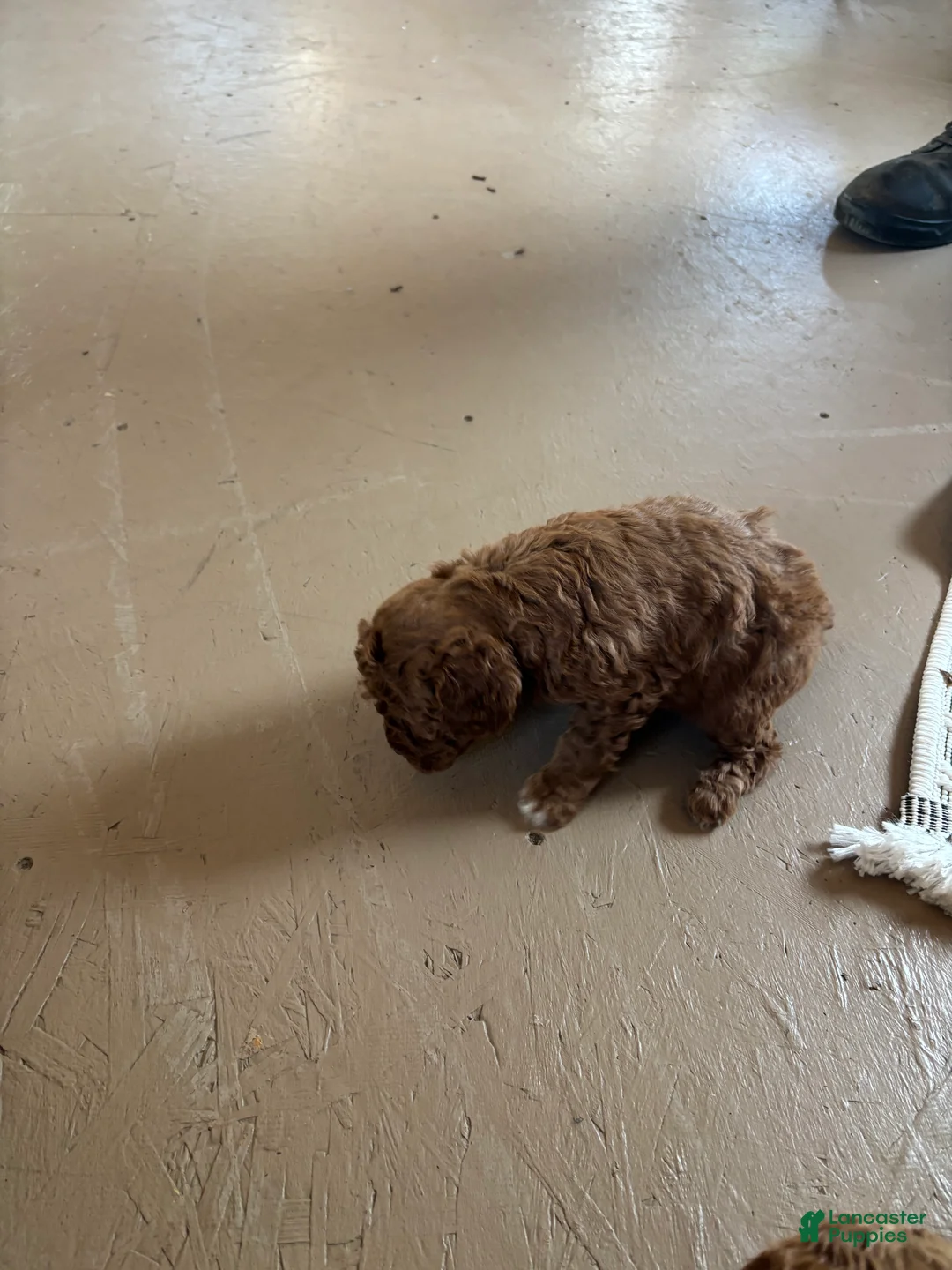 Miniature Poodle dogs for sale: Elmo - Ad 4