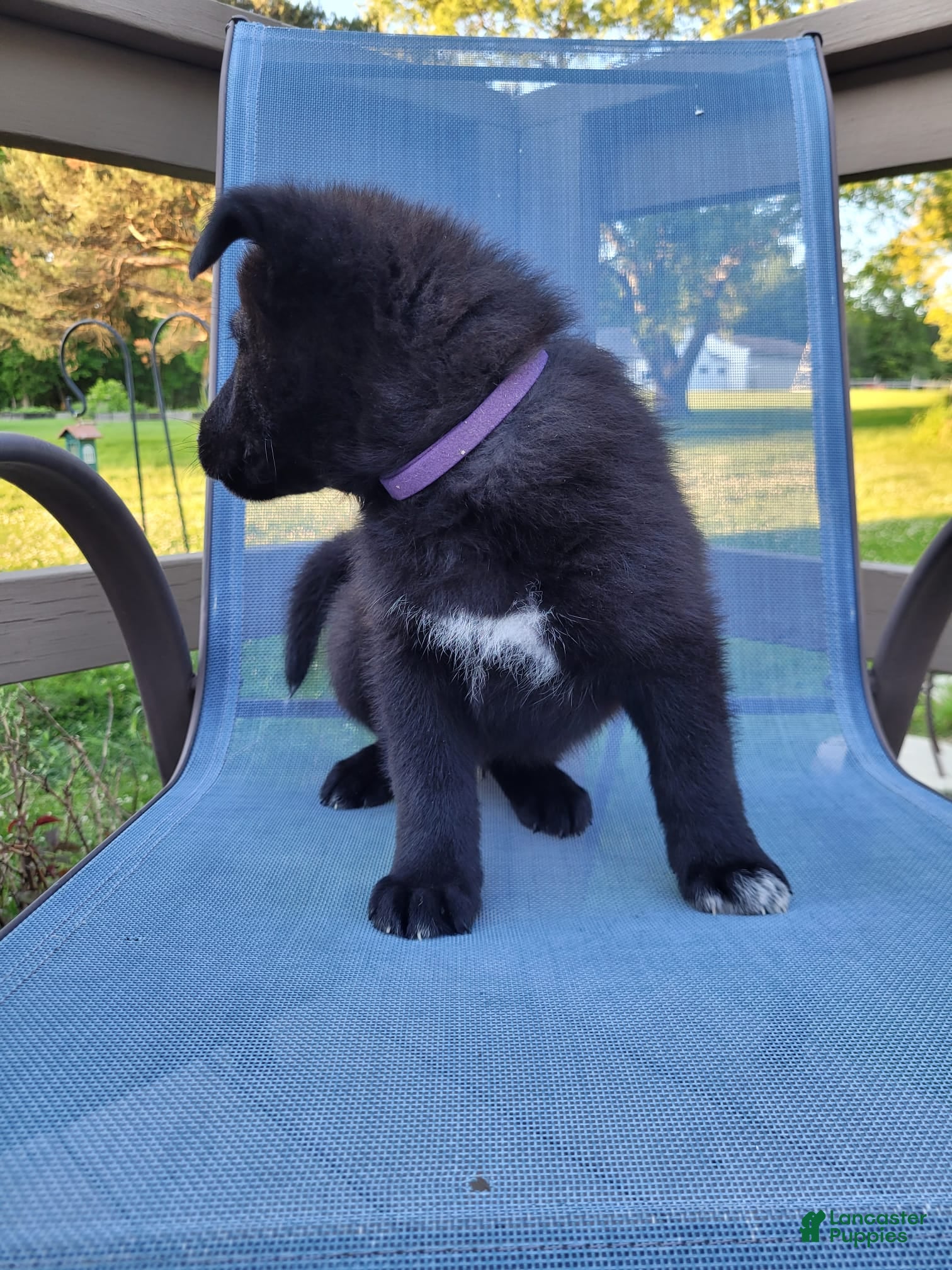 Mixed Breed dogs Sirius - Ad 2