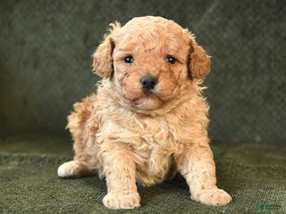 Cavapoo dogs Mickey - Ad 38