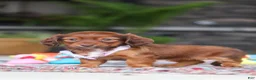 Miniature Dachshund dogs for sale: Remi - Ad 5