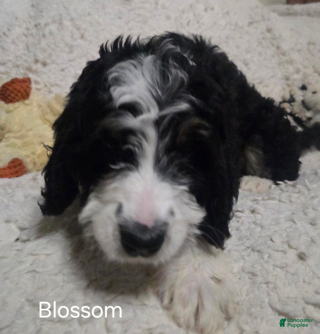 Bernedoodle dogs for sale: Bernedoodle Puppy 1 - Ad 6