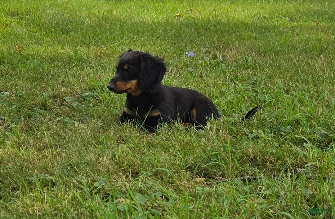 Miniature Dachshund dogs for sale: Thunder - Ad 1