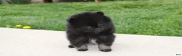 Pomeranian dogs for sale: Connie  - Ad 14