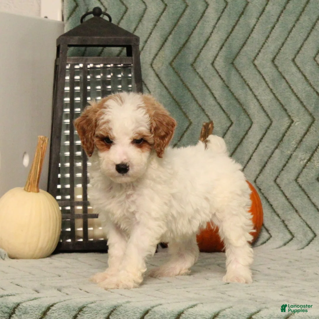 Miniature Poodle dogs for sale: Gecko - Ad 2