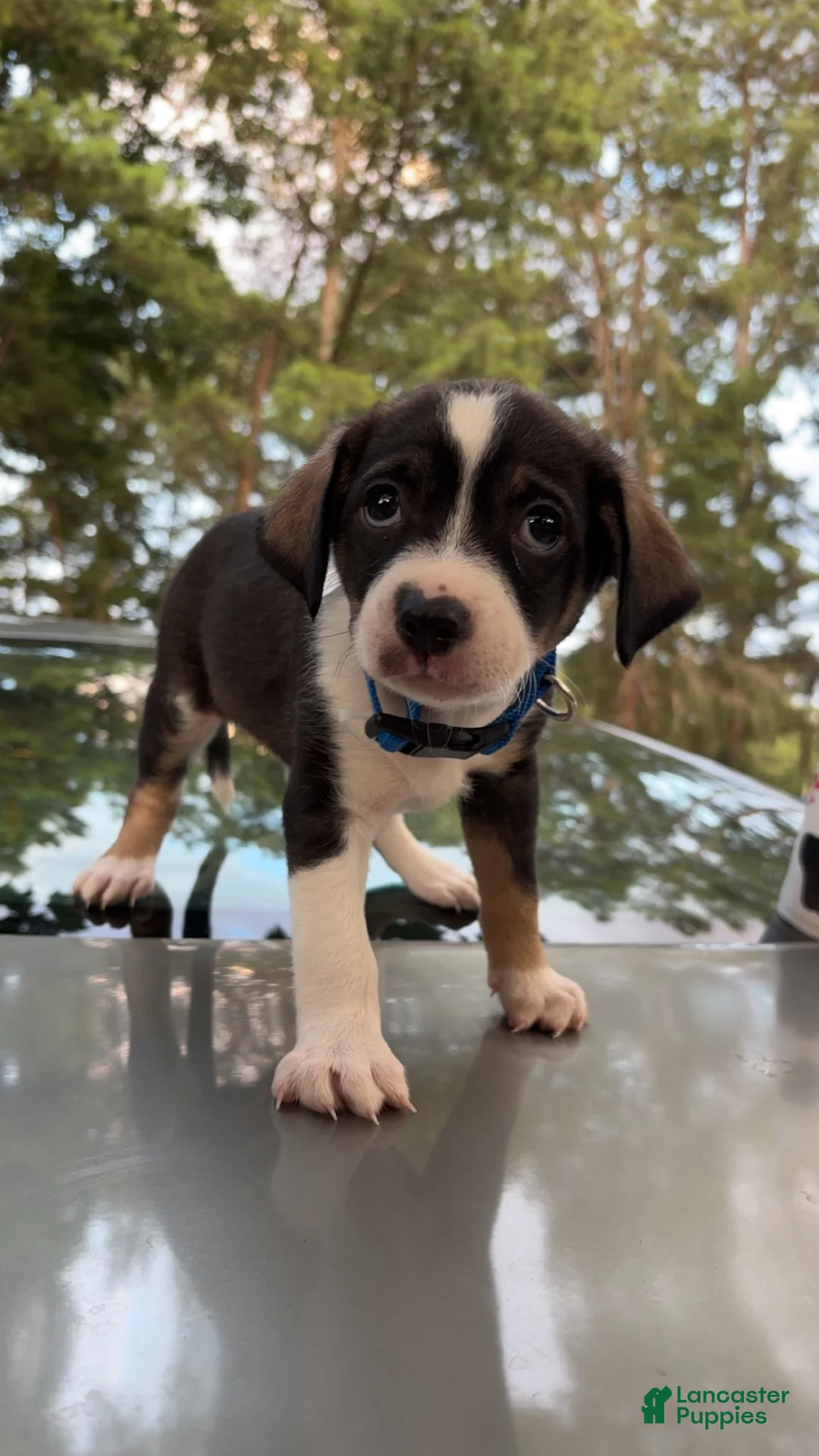 Mixed Breed dogs for sale: Pluto - Ad 2