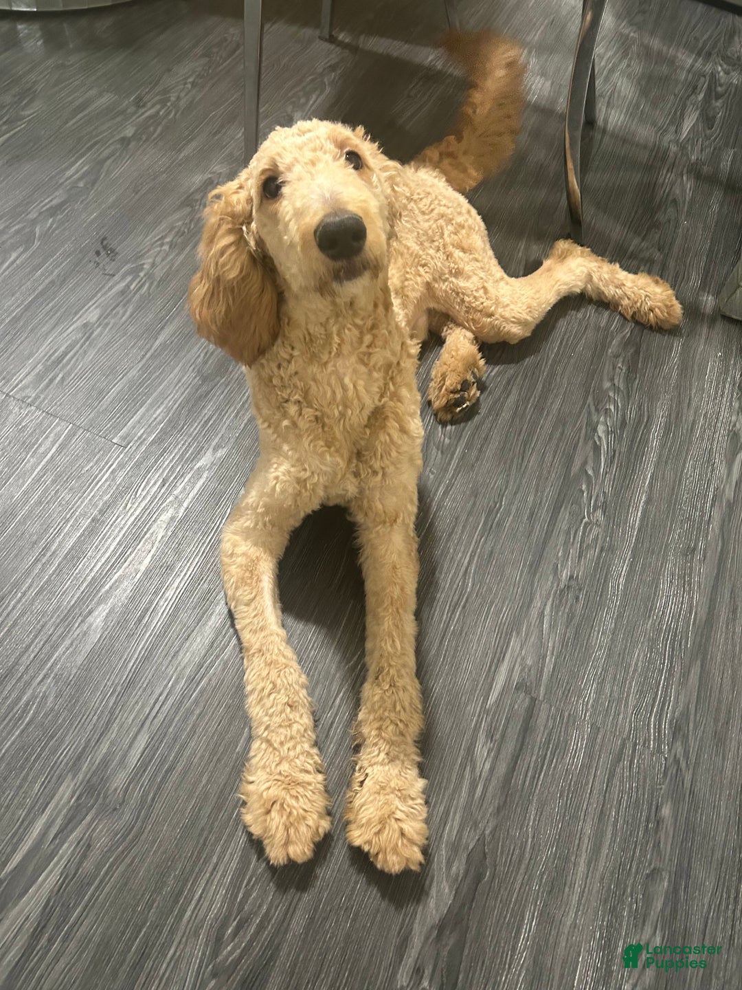 Goldendoodle dogs for sale: Zeus  - Ad 2
