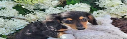Miniature Dachshund dogs for sale: Pearl - Ad 8