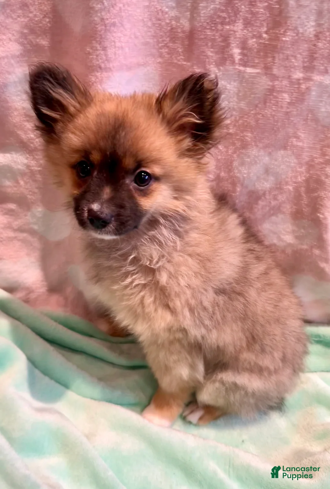 Mixed Breed dogs for sale: Puffball - Ad 2