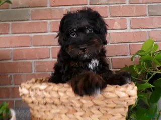 Mini Bernedoodle dogs for sale: Arthur - Ad 4
