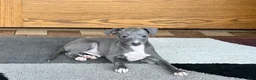 Italian Greyhound dogs for sale: Cj - Ad 10