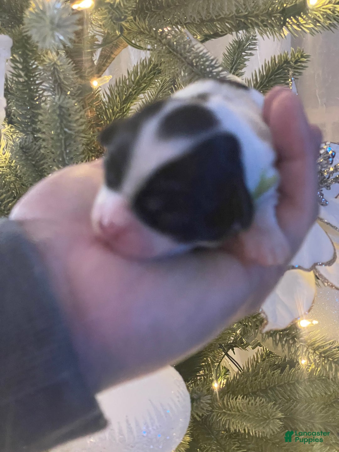 Mixed Breed dogs for sale: Lola - Ad 1