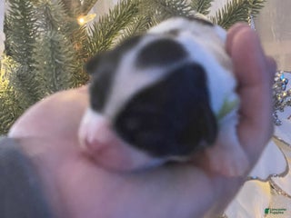 Mixed Breed dogs Lola - Ad 41