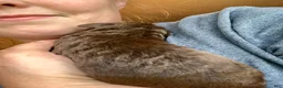 Labradoodle dogs for sale: Frodo - Ad 3