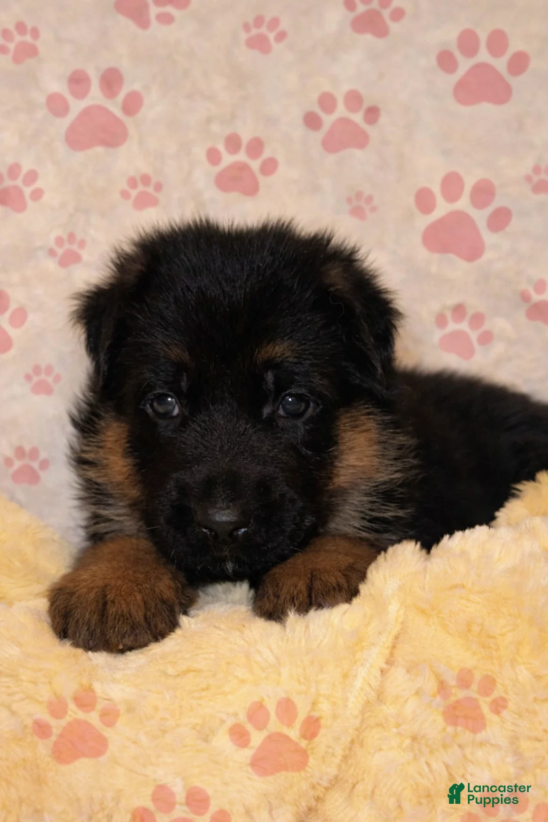 German Shepherd dogs for sale: German Shepherd Puppy 4 - Ad 7