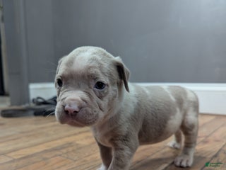 American Bully dogs - Ad 23