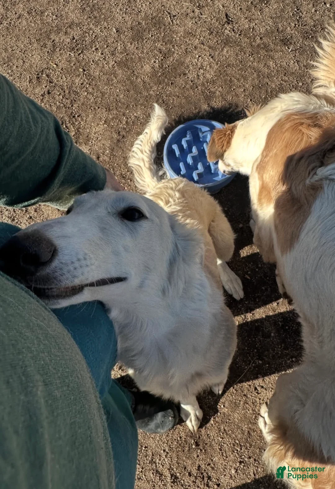 Mixed Breed dogs for sale: Blondie - Ad 2