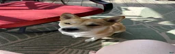 Shiba Inu dogs for sale: Ravioli - Ad 6