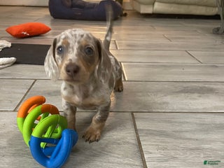 Miniature Dachshund dogs Scamp - Mini Isabella Dapple Boy - Ad 13