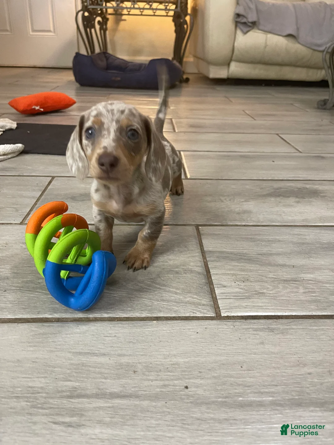 Miniature Dachshund dogs for sale: Scamp - Mini Isabella Dapple Boy  - Ad 2