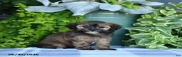 Maltipoo dogs for sale: Paisley - Ad 5